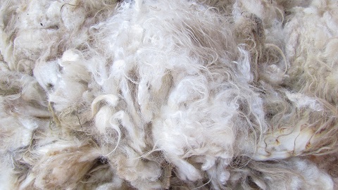 white wool